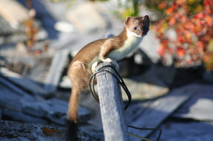 Lemmings use multicoloured fur and loud shrieks to warn predators to stay  away