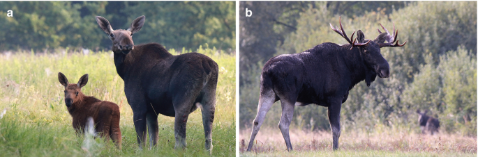 Moose Vs Cow Size: Uncovering the Mammoth Size Difference