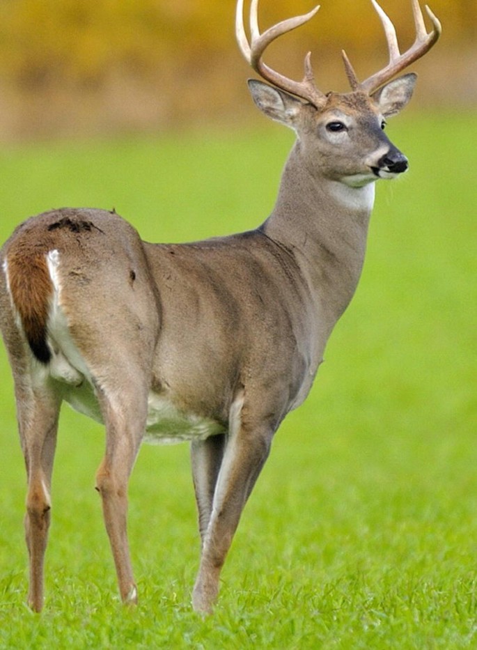 Captive White-Tailed Deer Fawn Mortality Secondary to