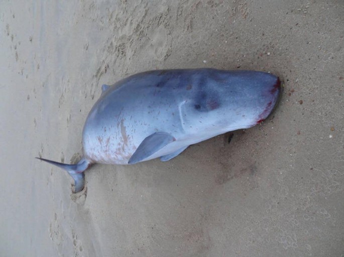 Sperm whale beached in Oregon killed by ship, feds find