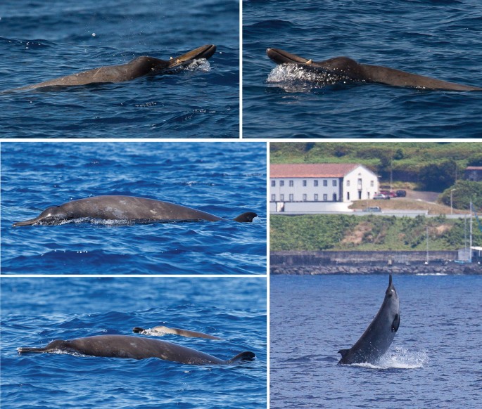 What Caused the Largest Known Mass Stranding of Stejneger's Beaked Whales?