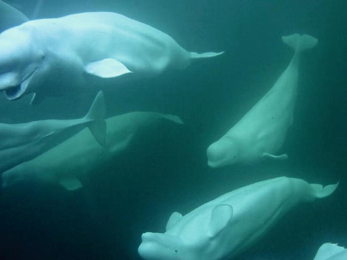 Beluga Whale Delphinapterus leucas (Pallas, 1776)