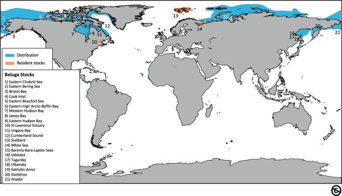 Beluga Whale Delphinapterus leucas (Pallas, 1776)