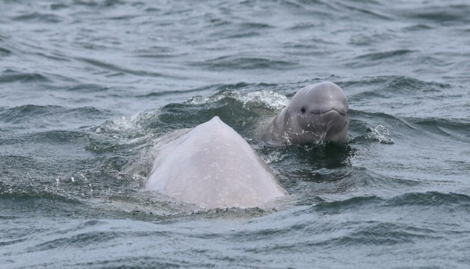 Identification of a Novel Coronavirus from a Beluga Whale by Using