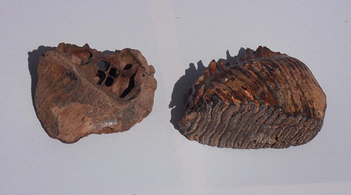 A photograph of the tooth of a mammoth on the left and a segment of the jaw on the right.