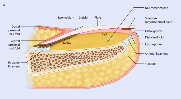 Normal Nail Anatomy, Normal Nail Histology, and Common Reaction Patterns | SpringerLink Normal Nail Anatomy, Normal Nail Histology, and Common Reaction Patterns | SpringerLink