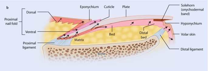 Normal Nail Anatomy, Normal Nail Histology, and Common Reaction Patterns | SpringerLink Normal Nail Anatomy, Normal Nail Histology, and Common Reaction Patterns | SpringerLink