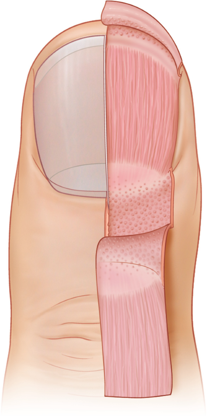 904 Anatomic Plate Images, Stock Photos, 3D objects, & Vectors |  Shutterstock