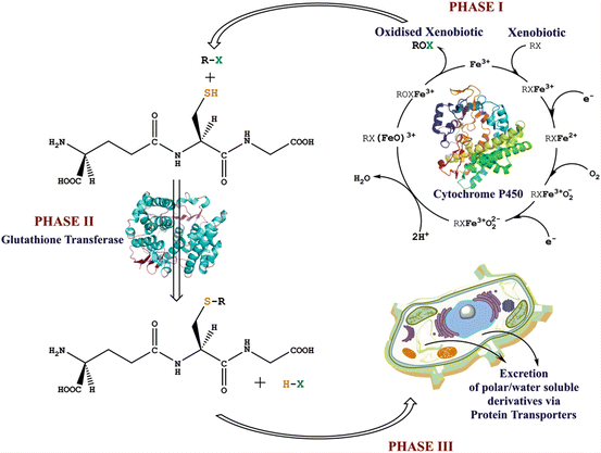 glutathione transferase mechanism Glutathione S-transferase π: a potential role in antitumor therapy | DDDT main image 0