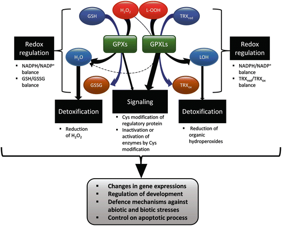 Plant Glutathione Peroxidases: Structural and Functional Characterization,  Their Roles in Plant Development | Springer Nature Link