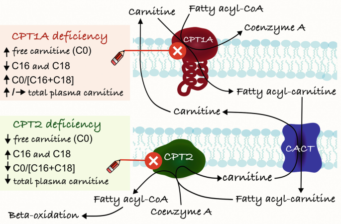 Carnitine Palmitoyltransferase Deficiency | Springer Nature Link
