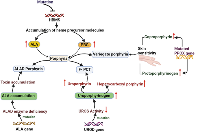 glutathione deficiency porphyria Inherited disorders: Porphyria | Springer Nature Link