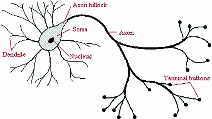 Axon hillock - Wikipedia