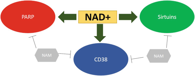 Activate the longevity gene Sirtuins - Nicotinamide Adenine Dinucleotide NAD Powder Activate the longevity gene Sirtuins - Nicotinamide Adenine Dinucleotide NAD Powder