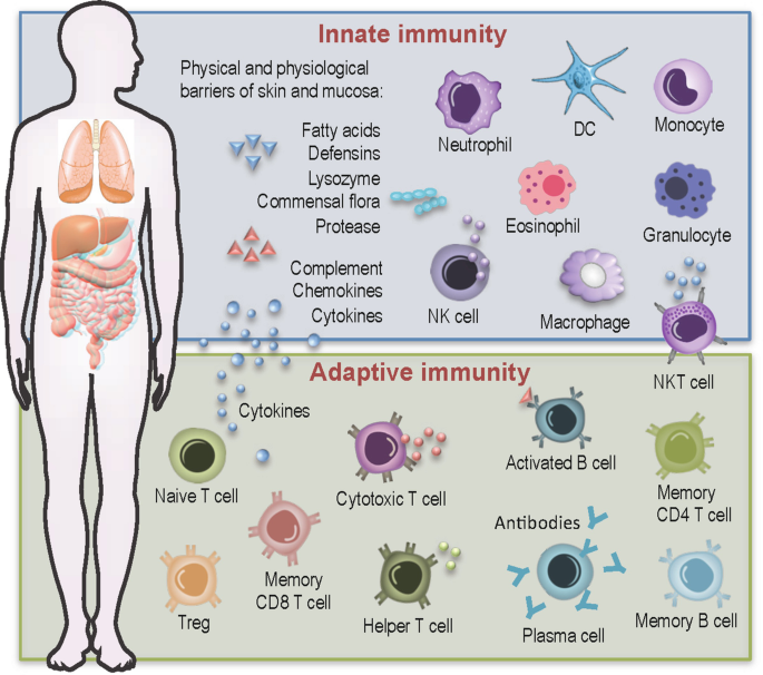 human immune system cells