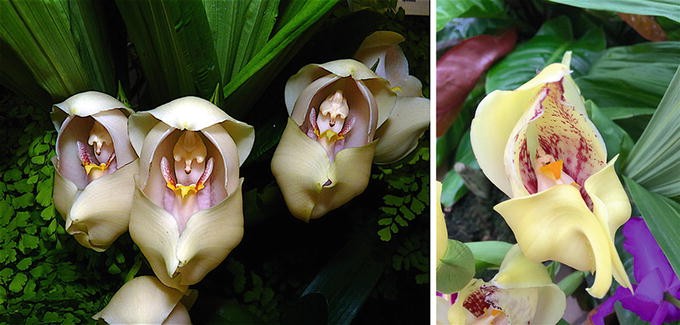 Cymbidium Eastern Promise, Orchids Wiki