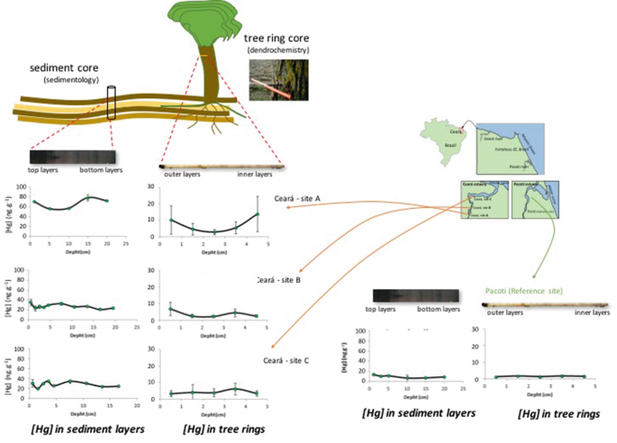 PDF) Fundamentals of Tree Ring Research