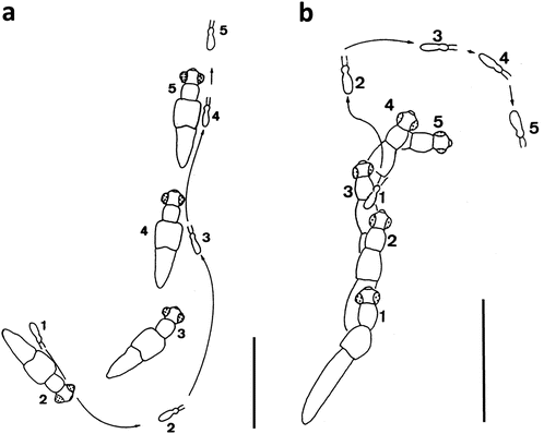 figure 22