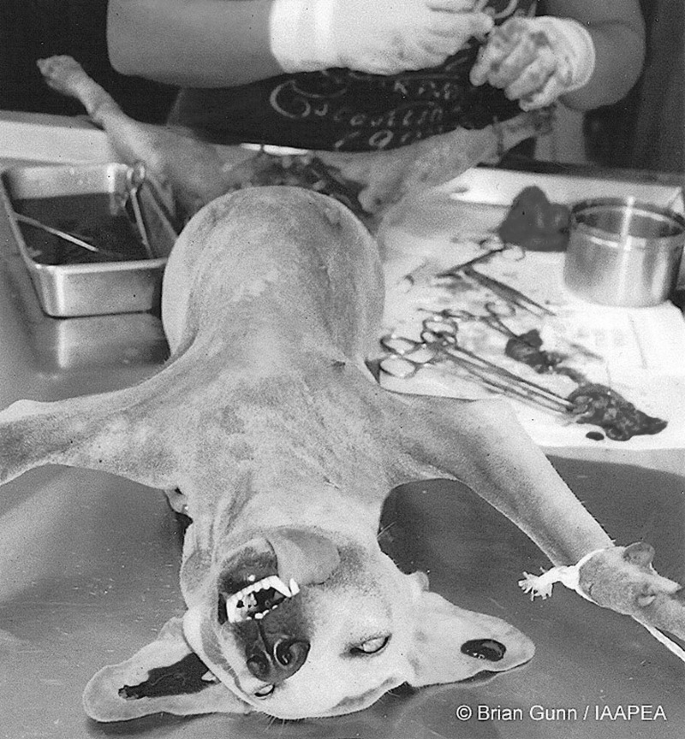 Frankenstein' Chinese scientists force male rats to give BIRTH while conjoined with female rodents in lab experiments