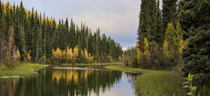 Taiga Biome Boreal Forest - Characteristics, Animal and Plant Adaptations