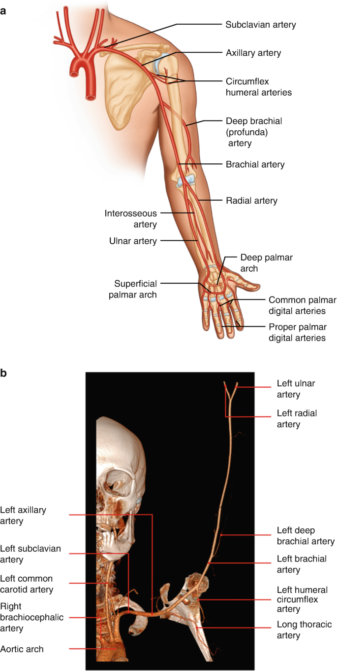 Upper Arm Anatomy. Is there anything that needs work? : r/learnart, image size:685x1360