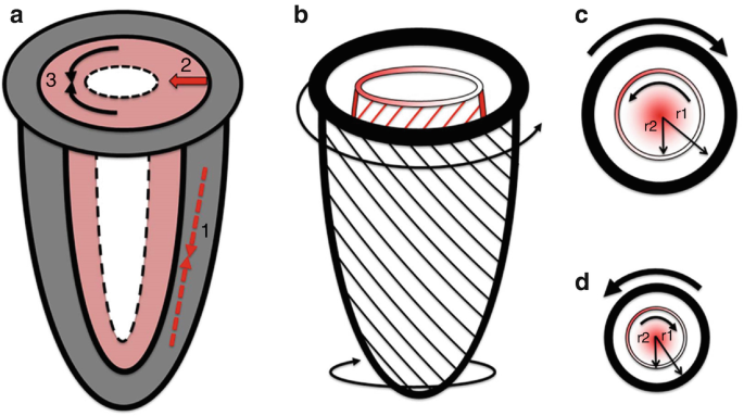 Myocardial Deformation Imaging