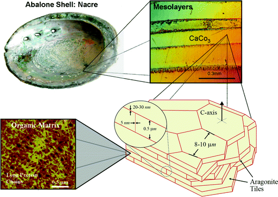 abalone shell structure