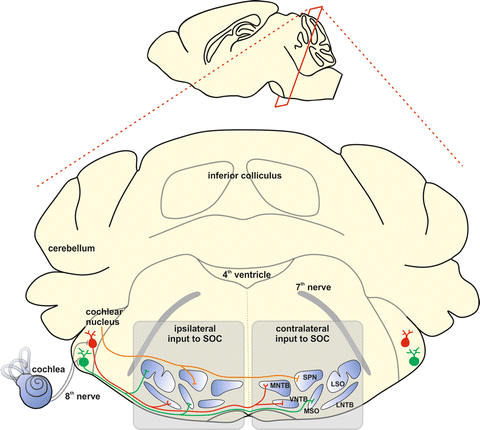 Integration of Synaptic and Intrinsic Conductances Shapes Microcircuits in  the Superior Olivary Complex | SpringerLink