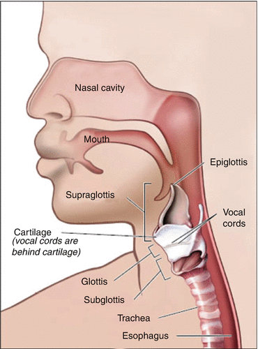 Stammering, its cause and cure . Position of the vocal cordsduring gentle  breathing.. Position of the vocal cordsduring tone production.  Stammering—Its Cause and Cure 9 site for speech is a store of