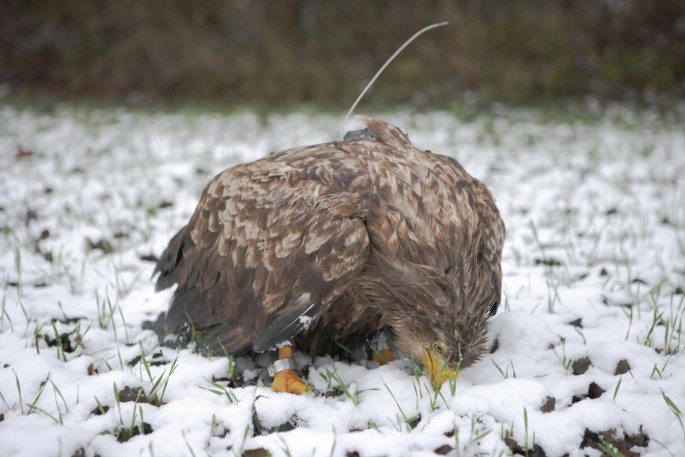 Birds of Prey social reactions are in and are very positive