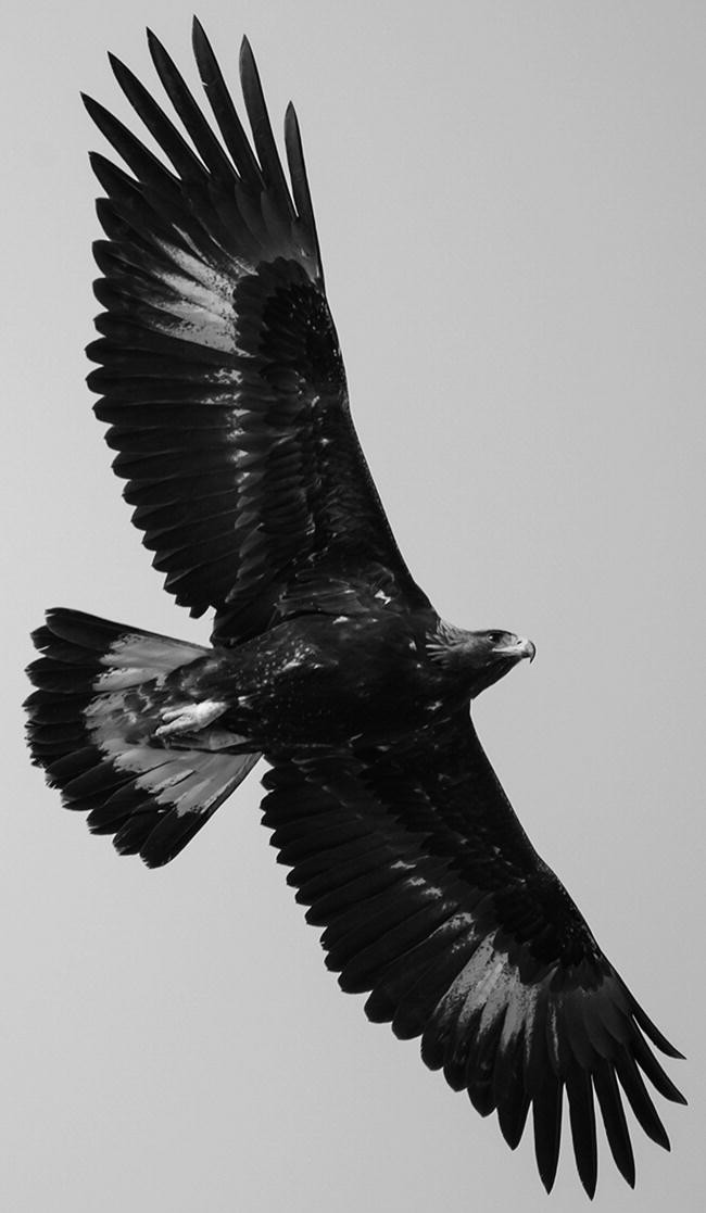 Playmobil Vulture Western Bird Desert Closed wings Dark Brown Buzzard 3748 Q21 