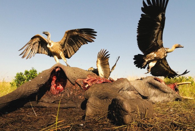 Secretary Bird and Bateleur up-listed to Endangered on IUCN Red List - Hawk  Conservancy Trust - Hawk Conservancy Trust