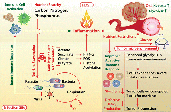 S. Typhimurium evades autophagy by disrupting Sirt1-dependent AMPK