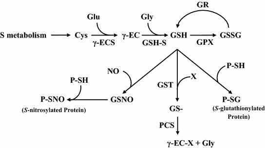 glutathione shots while pregnant Glutathione IV Detox: Is It Right?
