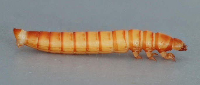 Arsenic-munching caterpillars may ingest poison to prevent being