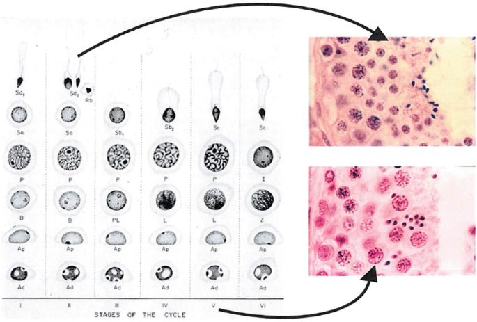 Histology of the Testis and Spermatogenesis | SpringerLink