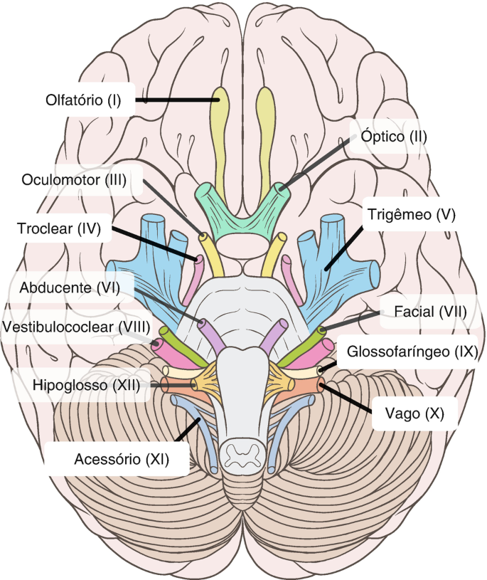 File:Mandibular nerve 3.jpg - Wikipedia