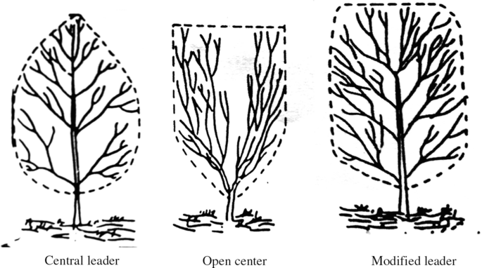 Orchard Management in Temperate Fruits | SpringerLink