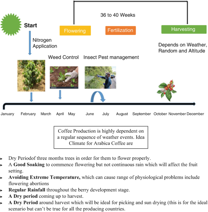 PDF) CHEMICAL COMPOSITION OF CONILON COFFEE IN DIFFERENT DEGREES