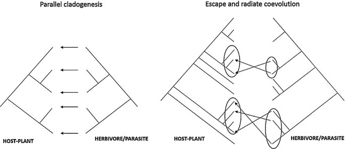 Coevolution: Plant-herbivore interactions and secondary metabolites of plants | SpringerLink Coevolution: Plant-herbivore interactions and secondary metabolites of plants | SpringerLink