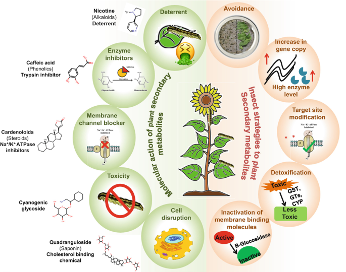 Plant-Insect Interaction: The Saga of Molecular Coevolution | SpringerLink Plant-Insect Interaction: The Saga of Molecular Coevolution | SpringerLink