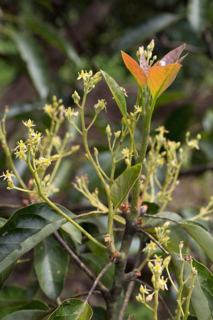 Persea americana Mill. Lauraceae | SpringerLink