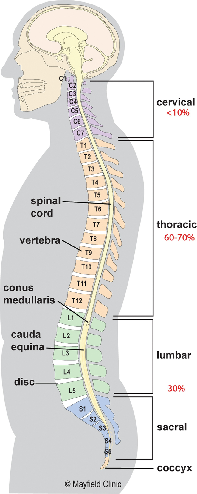 Spinal Cord Compression | SpringerLink