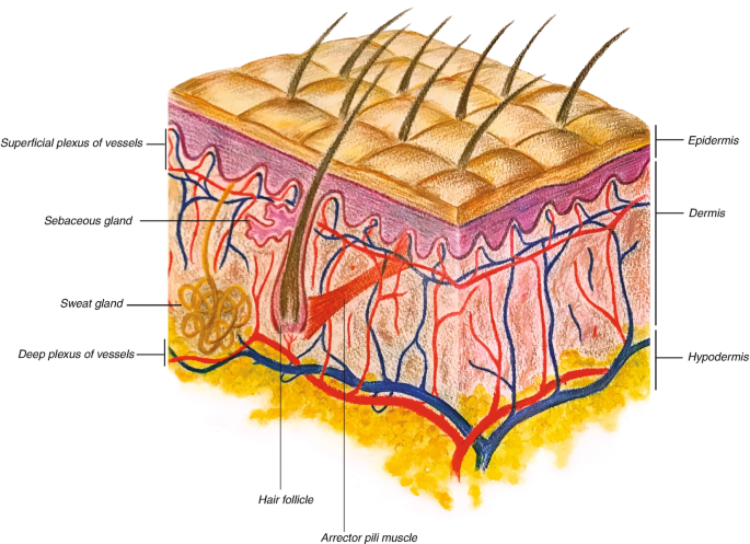 Anatomy and Physiology of the Skin | SpringerLink