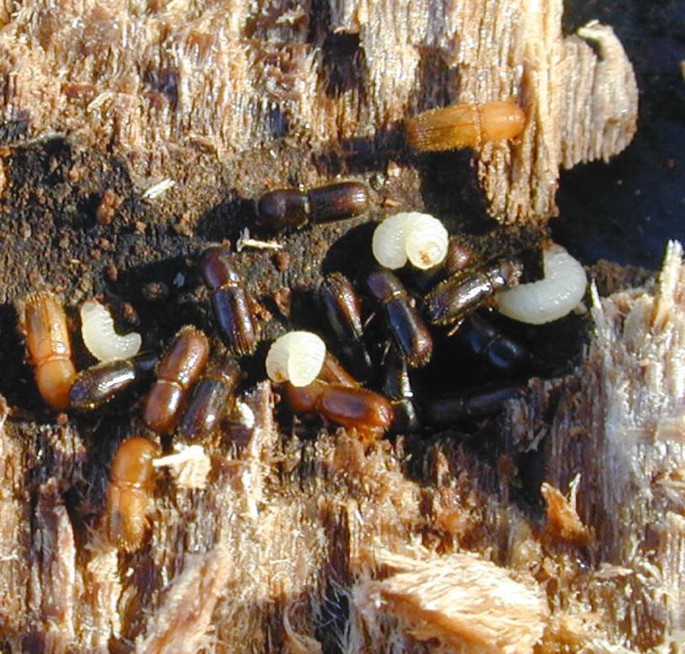 Bark and Ambrosia Beetles of , Xyleborinus saxesenii <span  style='font-style:normal';>(Ratzeburg 1837)</span> <span  style='font-style:normal';> (introduced)</span>