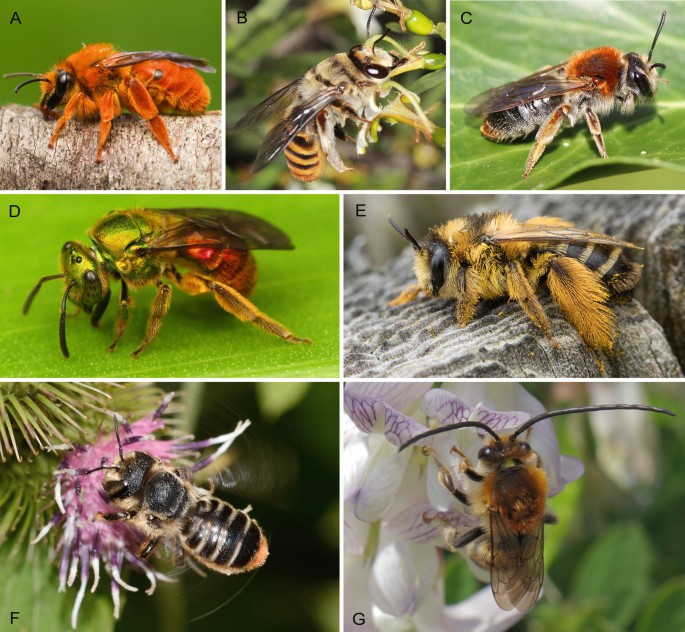 Bees | SpringerLink