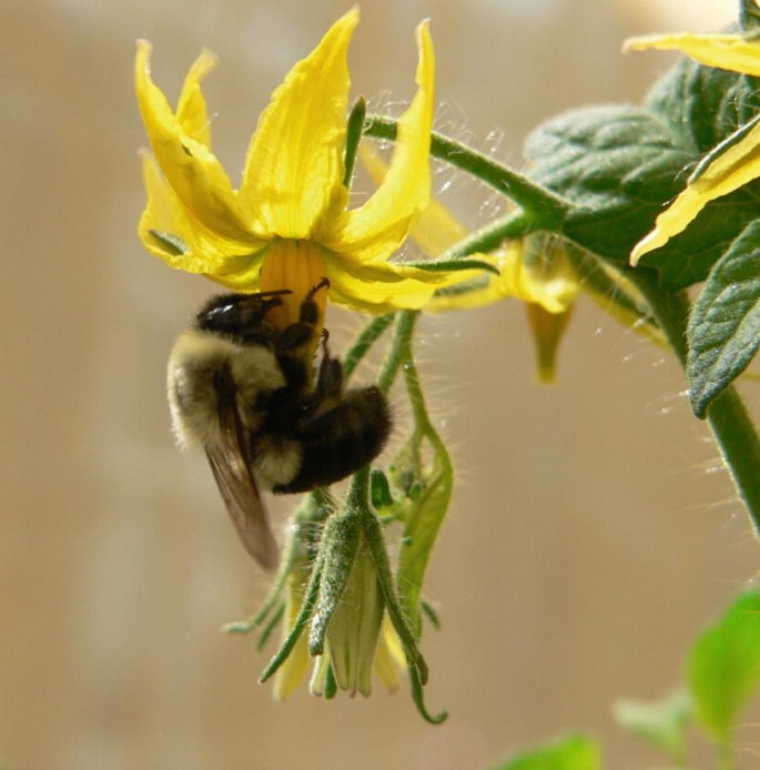 Bumble Bee Pollination in Tomato Greenhouses