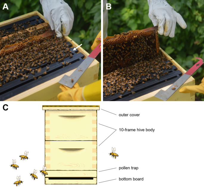 Western honey bee (Apis mellifera) - JungleDragon