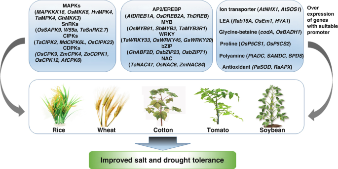 Transgenic Plants for Improved Salinity and Drought Tolerance | SpringerLink