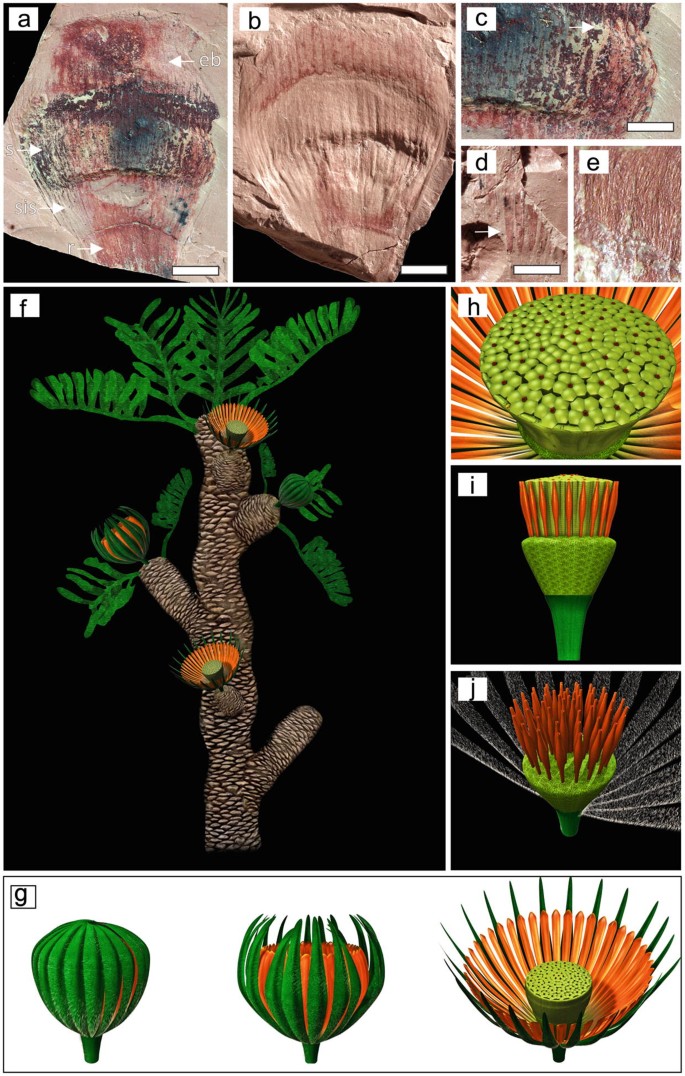 Corystosperms and Other Gymnosperms from the Triassic-Jurassic of 